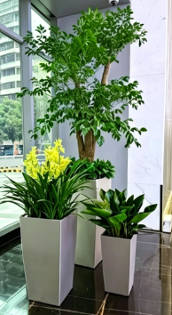 宁波花卉租摆需求-北仑办公室花卉出租-杭州湾绿植租赁选择-鄞州绿化养护行业规模